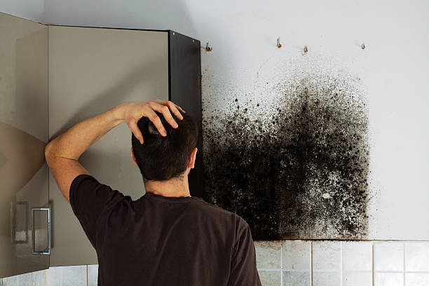 Office Mold Removal Services in Lenape Heights, PA
