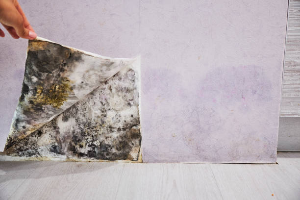 Best Affordable Mold Removal  in Lenape Heights, PA